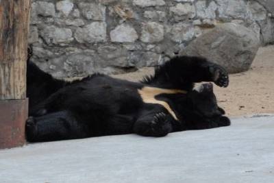 Гималайская медведица Будур умерла в Московском зоопарке во время спячки