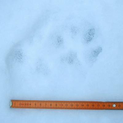 Дело в лапках: в Нижне-Свирском заповеднике рассказали, почему рысь почти не оставляет следов на снегу
