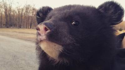 Прибившегося к семье медвежонка выпустили на волю в Приморье