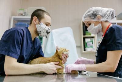 Первая в мире вакцина против COVID-19 для животных зарегистрирована в РФ