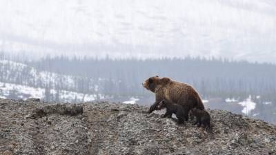 Спасенную в Приморье медведицу Машу выпустили на свободу