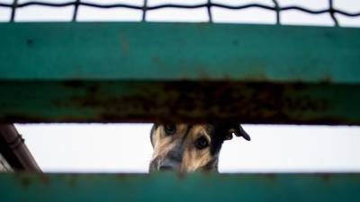 Сенатор Башкин предложил меры по сокращению популяции бездомных животных