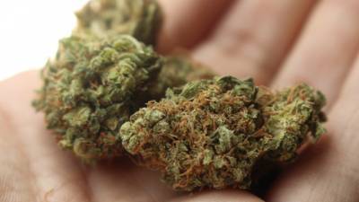 Власти штата Нью-Йорк намерены легализовать марихуану