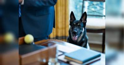 Собака Байдена вернулась в Белый дом и снова искусала одного из сотрудников