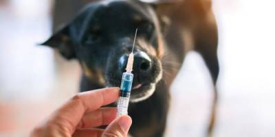 Россия первой в мире разработала вакцину от Covid-19 для животных