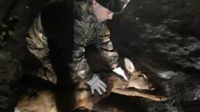В Зее спасли косулю, загнанную бездомными псами