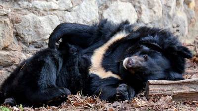 В Московском зоопарке во время зимней спячки умерла гималайская медведица