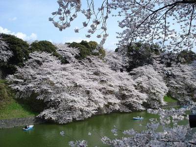 В Японии беспрецедентно рано началось цветение сакур (ВИДЕО) и мира