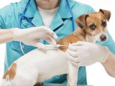 В России появилась вакцина от коронавируса для животных