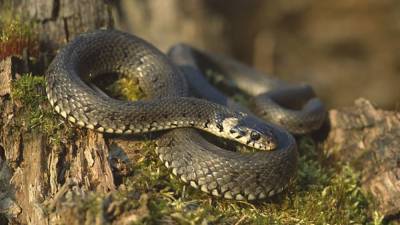 Ученые из Австралии обнаружили схожие гены у человека и ядовитых змей