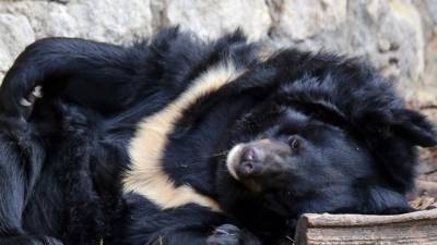 В Московском зоопарке медведица Будур умерла во время спячки