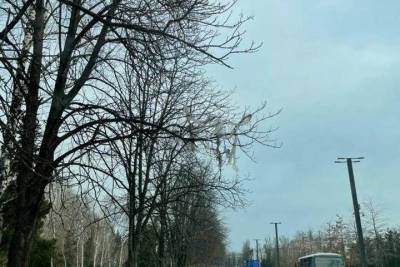 Первышов возмутился мусору на деревьях в центре Краснодара