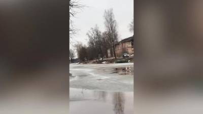 В Новой Ладоге мужчина прыгнул в ледяную воду, чтобы спасти тонущую собаку