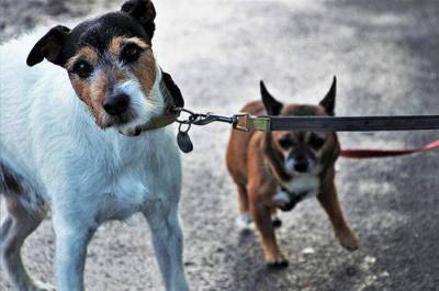 Башкин предложил серьезно штрафовать хозяев выброшенных на улицу собак и кошек