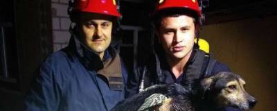 В Черкасской области из 25-метрового колодца спасли собаку
