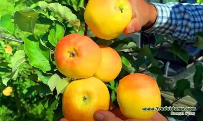 Антоновка – разнообразие сортов яблони, чем отличается и как хранить (Подмосковье)