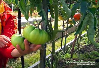 Выращивание томатов в Брянской области – сорта, посадка и уход за рассадой