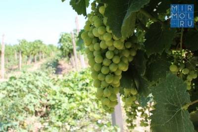 Дагестан в 2021 году готовится установить еще один «виноградный» рекорд