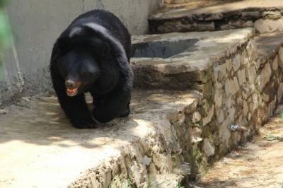 В Московском зоопарке сообщили о проснувшихся медведях