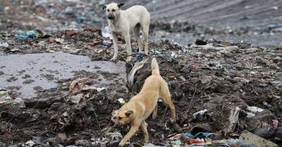 "Компенсация за бездушность": В Совфеде предложили штрафовать людей, выбрасывающих домашних животных на улицу