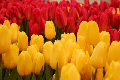 Свыше 6,6 миллиона цветов высадят в Подмосковье весной