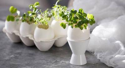 Как вырастить кресс салат … в скорлупе яиц? Красивые пасхальные декорации