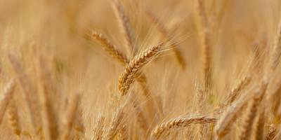 Кабмин запретил ввоз из России пшеницы, подсолнечного масла, моющих средств и бумаги