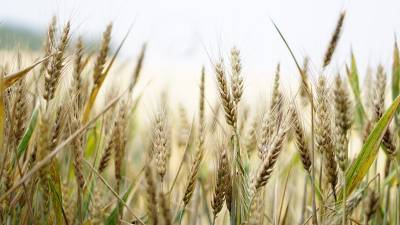 Пшеницу и подсолнечное масло из России запретят ввозить на Украину