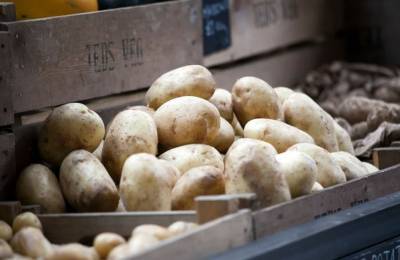 Минсельхозпрод: ежегодно Беларусь экспортирует около 400 тыс. т картофеля