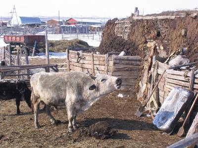 Ученые раскрыли секрет морозоустойчивости якутских коров