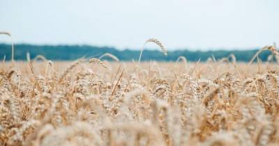 Украина запретила российские пшеницу, масло и бумагу