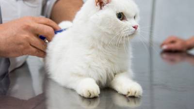 Ветеринар дал рекомендации, как подготовить животное к прививке