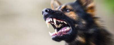 В Новокузнецке возбуждено уголовное дело о халатности при организации отлова собак