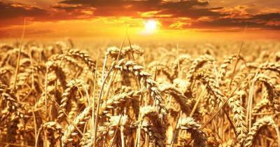 Украина запретила импорт из России пшеницы, масла и бумаги