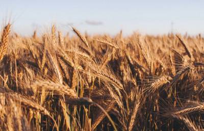 Пшеница, масло и бумага: правительство Украины запретило импорт из России ряда товаров