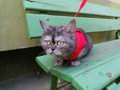 Кошка с печальной мордой, которую никто не хотел усыновить: милые фото и счастливая история - 24tv.ua