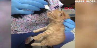 В Турции кошка принесла котят с глазной инфекцией к ветеринарам – ВИДЕО - ТЕЛЕГРАФ