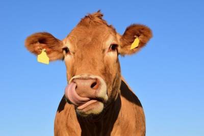 Мужчина, сбивший корову в Дедовическом районе, получит компенсацию от сельхозкооператива