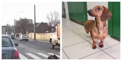 Такса попала под колеса авто и хозяин отказался от нее: харьковчан просят помочь собаке