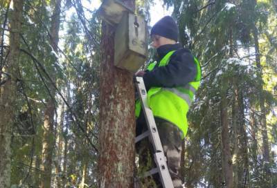Заповедники Ленинградской области оснащают искусственными гнездами
