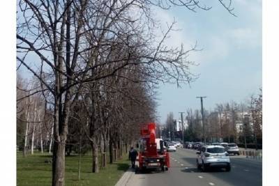 В центре Краснодара с деревьев убрали мусорное «украшение» по поручению Первышова