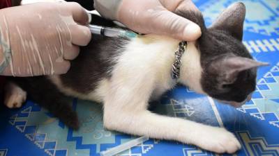 В России заявили о возможности заказать вакцину от коронавируса для животных