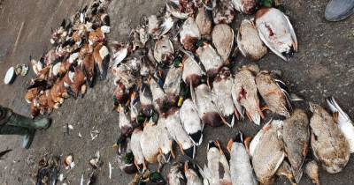 Медленно идет журавль, умирая: директор "Аскании-Новой" рассказал о ситуации с масовой гибелью птиц
