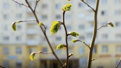 В Ленобласти 1 апреля воздух прогреется до +9 градусов