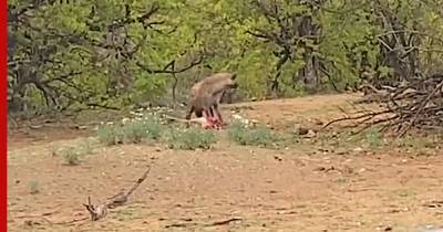 Неравный бой: туристы сняли на видео схватку гиены и старого одноглазого леопарда за добычу