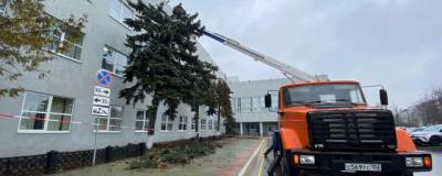 В Дзержинске начали кронирование деревьев у здания администрации города