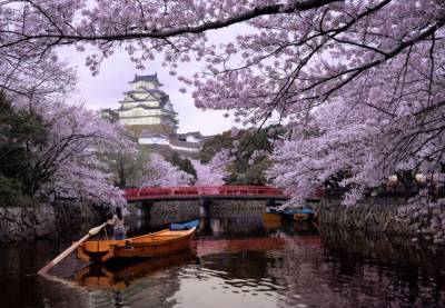 Символ возрождения: в Японии необычайно рано расцвела сакура