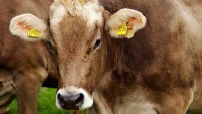 Генетики рассказали, как коровы в Якутии адаптировались к экстремальному холоду