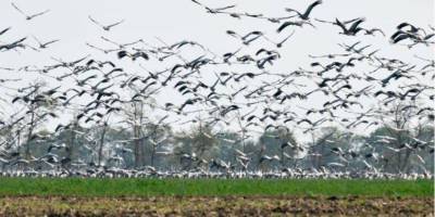 «Здесь армагеддон». Директор Аскании-Новой заявил о гибели более 130 краснокнижных птиц