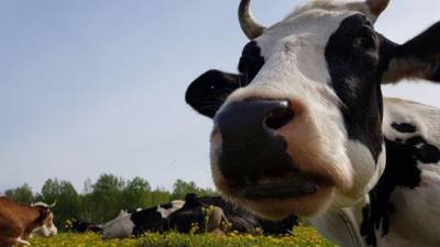 Ученые из Сибири работают над созданием морозоустойчивой породы коров